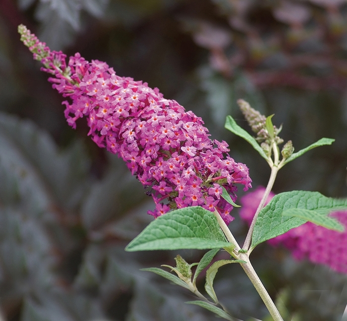 ''Miss Ruby'' Butterfly Bush - Buddleia from Winding Creek Nursery