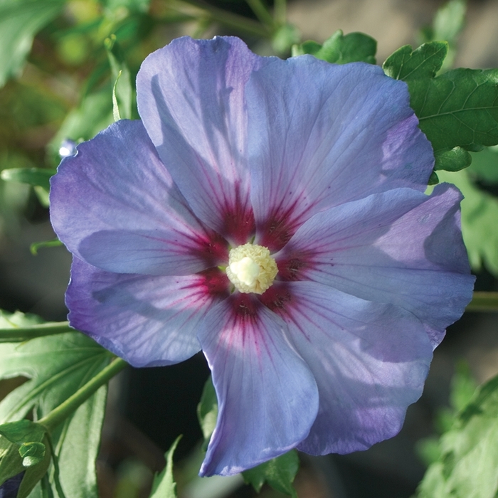 'Azurri Blue Satin®' Rose of Sharon - Hibiscus syriacus from Winding Creek Nursery