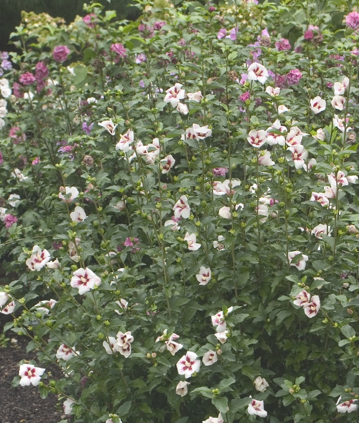 ''Lil'' Kim® Rose'' Rose of Sharon - Hibiscus syriacus from Winding Creek Nursery