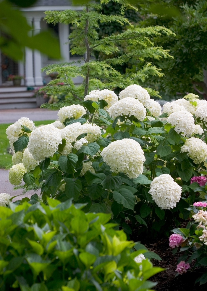 Incrediball® Smooth Hydrangea - Hydrangea arborescens from Winding Creek Nursery