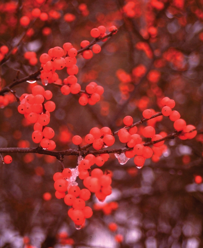 'Berry Heavy®' Winterberry Holly - Ilex verticillata from Winding Creek Nursery