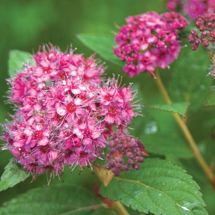 Double Play® 'Artisan®' - Spiraea japonica (Spirea) from Winding Creek Nursery