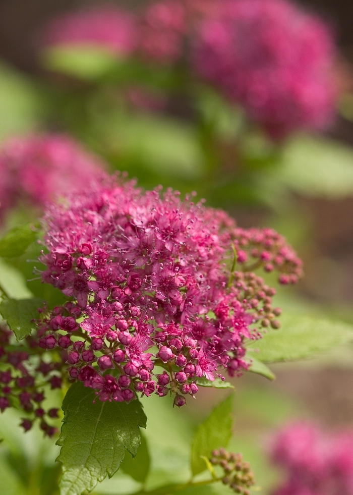 Double Play® 'Gold' - Spiraea japonica (Spirea) from Winding Creek Nursery