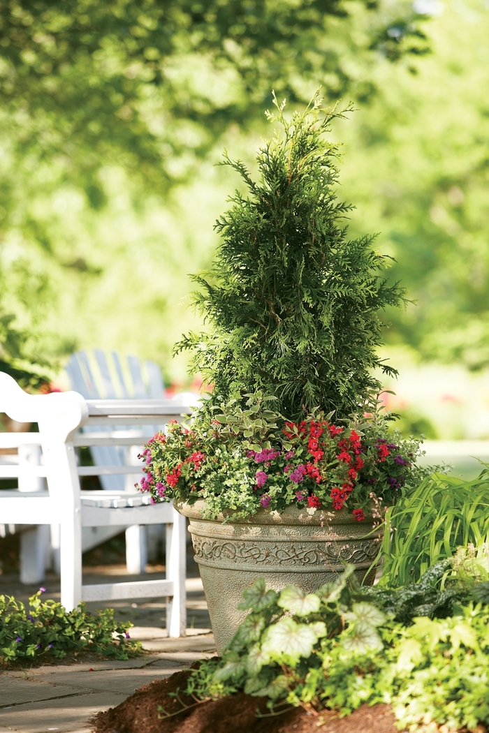 'Spring Grove®' Western Arborvitae - Thuja plicata from Winding Creek Nursery