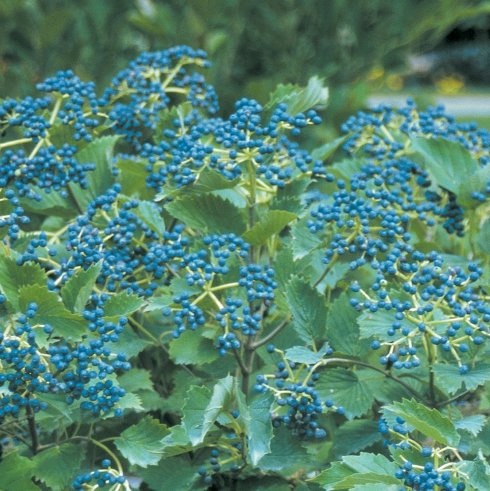 ''Blue Muffin®'' Arrowwood Viburnum - Viburnum dentatum from Winding Creek Nursery