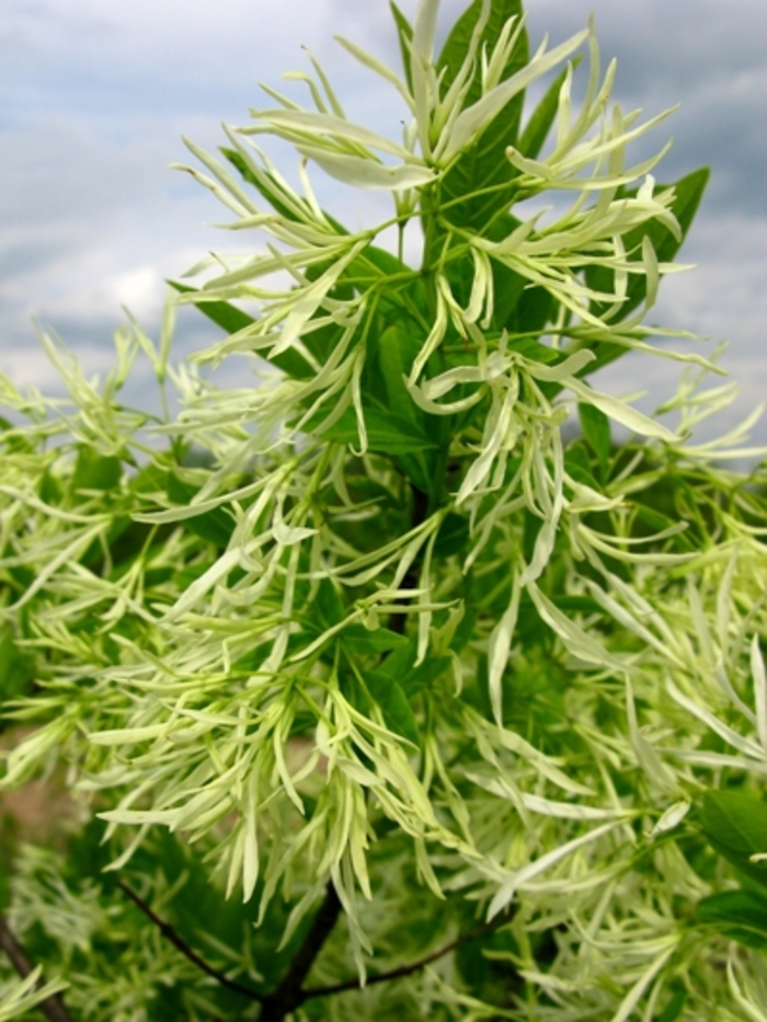 White Fringe Tree - Chionanthus virginicus from Winding Creek Nursery