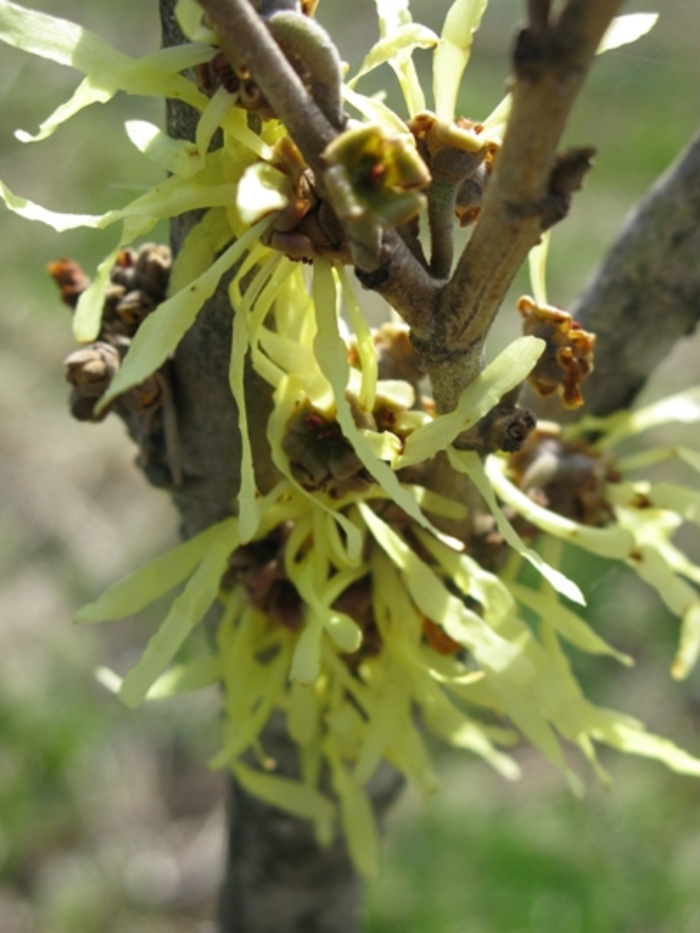 'Arnold's Promise' Witch Hazel - Hamamelis x intermedia from Winding Creek Nursery