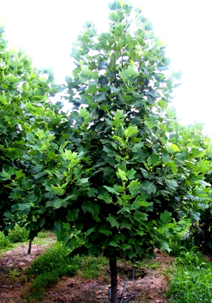 Tulip Poplar - Liriodendron tulipfera from Winding Creek Nursery