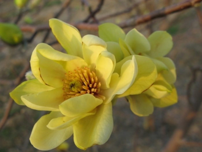 'Butterflies' - Magnolia from Winding Creek Nursery