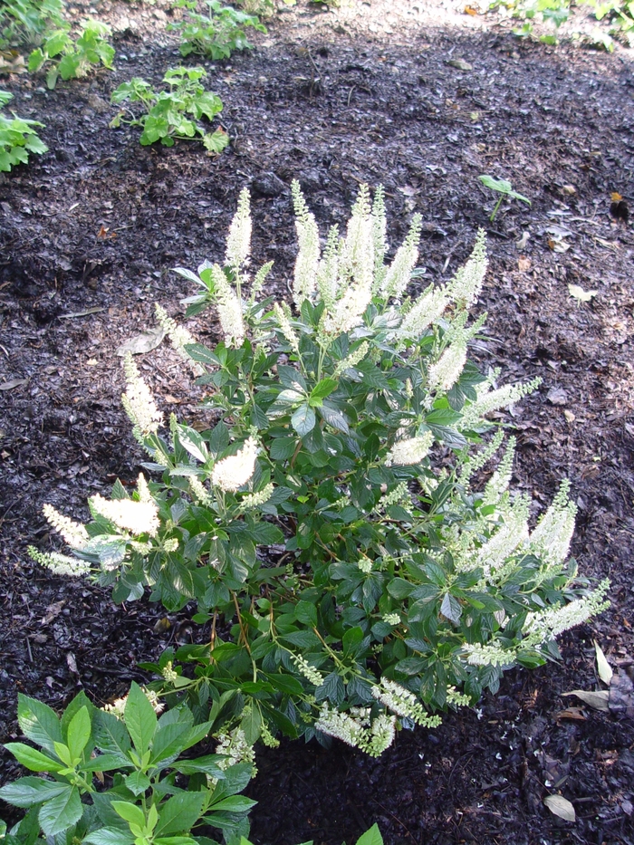 ''Hummingbird'' Summersweet - Clethra alnifolia from Winding Creek Nursery