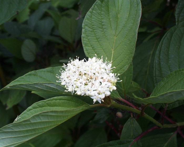 ''Baileyi'' Red Twig Dogwood - Cornus sericea from Winding Creek Nursery