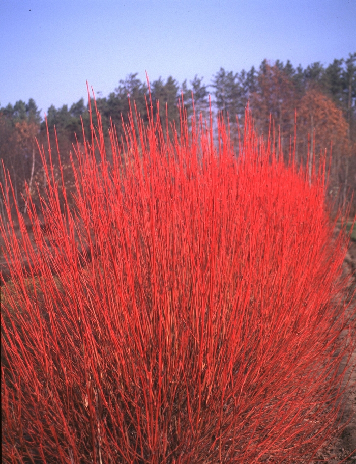 ''Cardinal'' Red-Osier Dogwood - Cornus sericea from Winding Creek Nursery