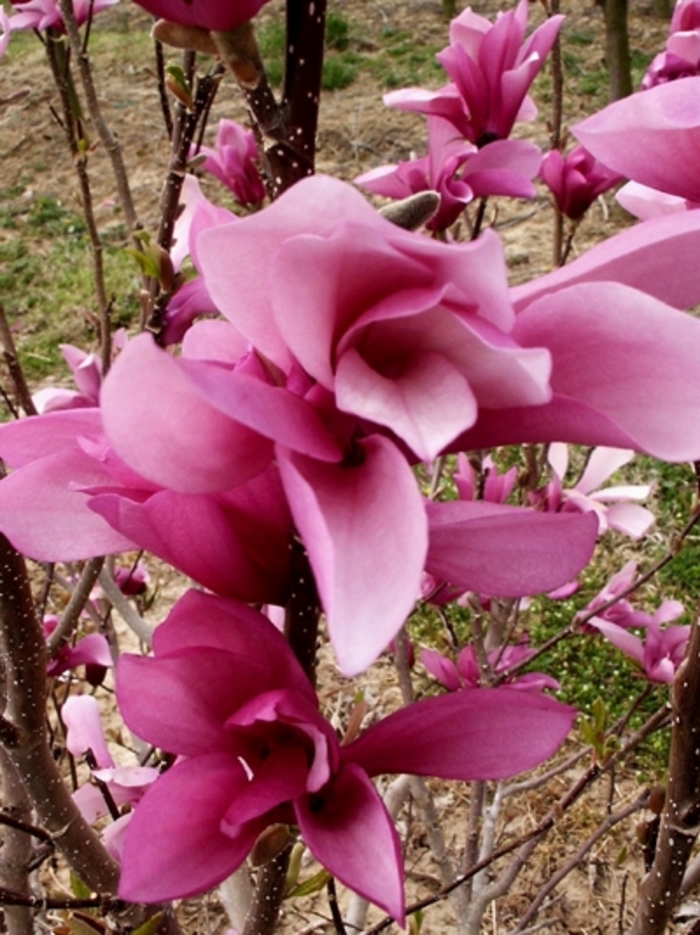 'Jane' - Magnolia from Winding Creek Nursery