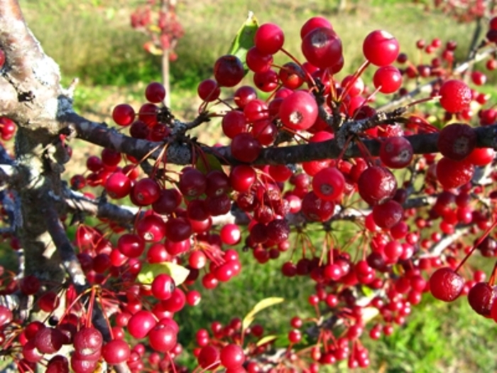 Sargent Crabapple - Malus sargentii from Winding Creek Nursery