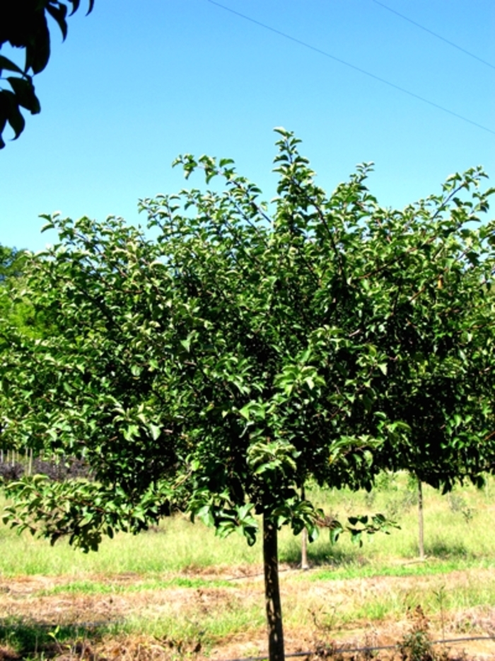 'Tina' Crabapple - Malus sargentii from Winding Creek Nursery