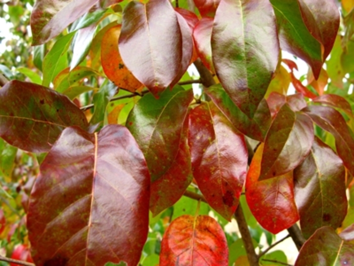 'Red Rage®' Tupelo - Nyssa Sylvatica from Winding Creek Nursery