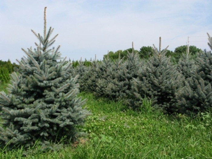 'Fat Albert' Colorado Blue Spruce - Picea pungens from Winding Creek Nursery