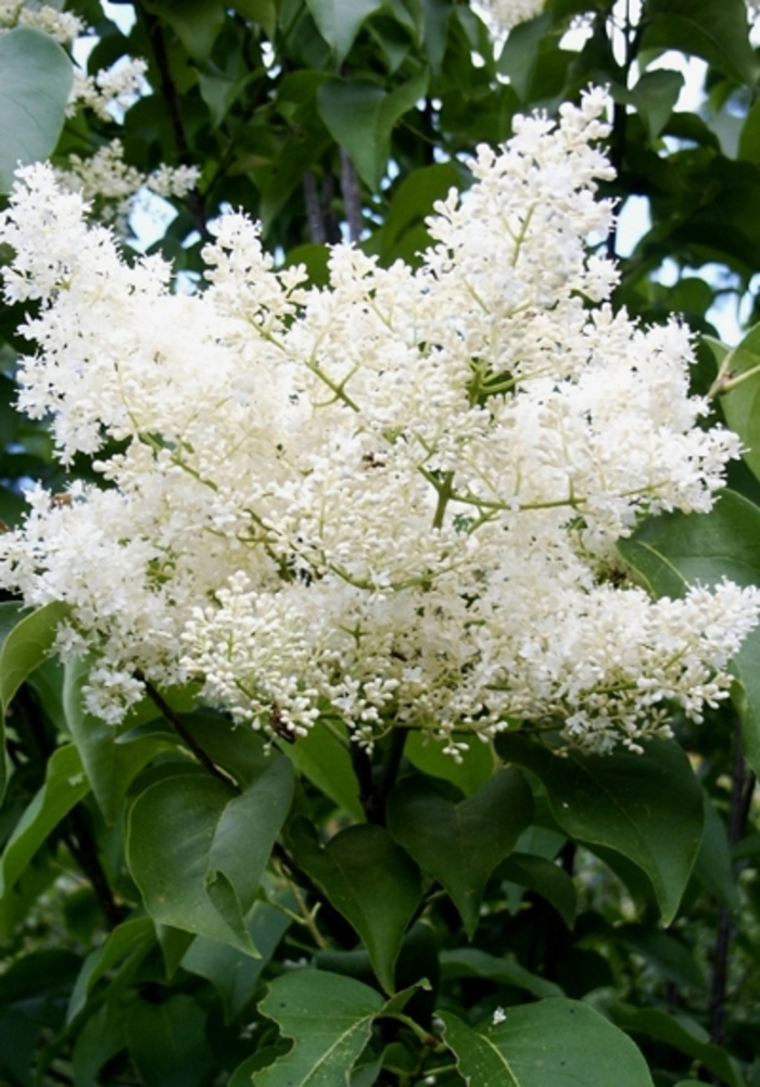 'Ivory Silk' Japanese Tree Lilac - Syringa reticulata from Winding Creek Nursery