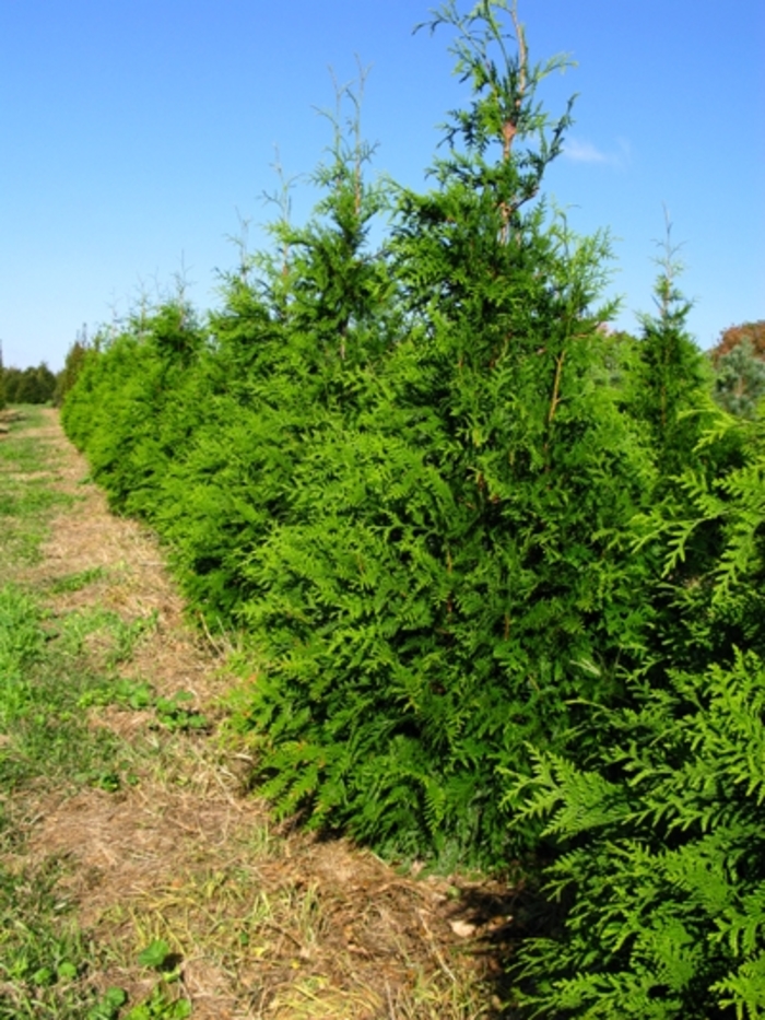 'Green Giant' Giant Arborvitae - Thuja from Winding Creek Nursery