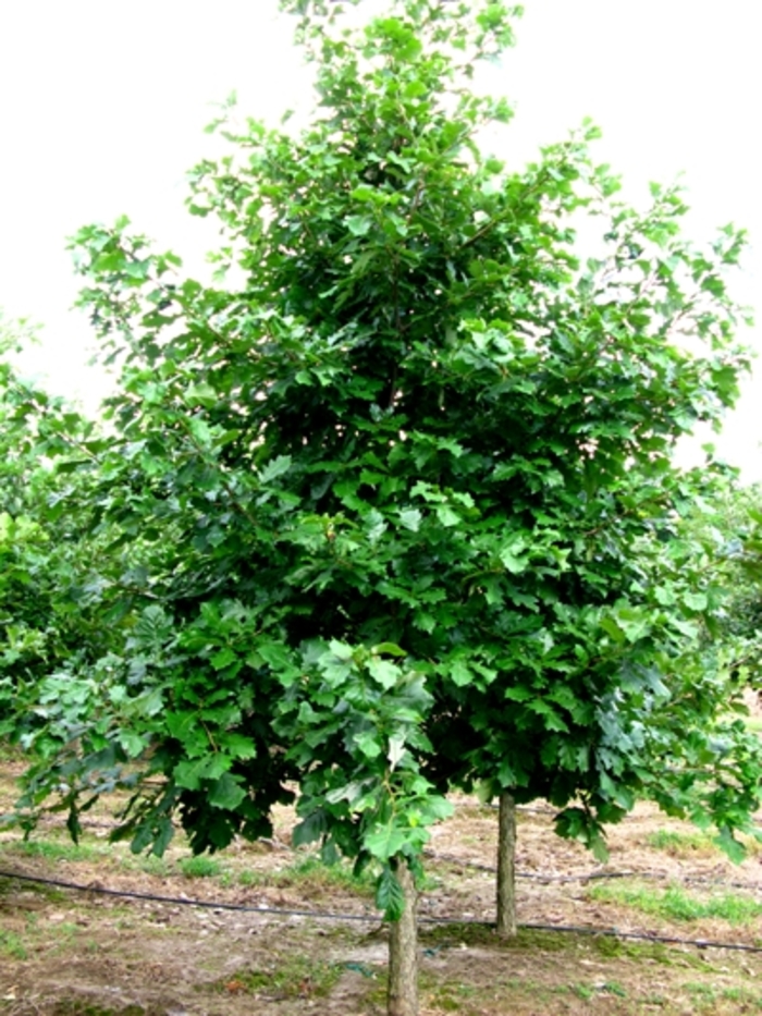 Swamp White Oak - Quercus bicolor from Winding Creek Nursery