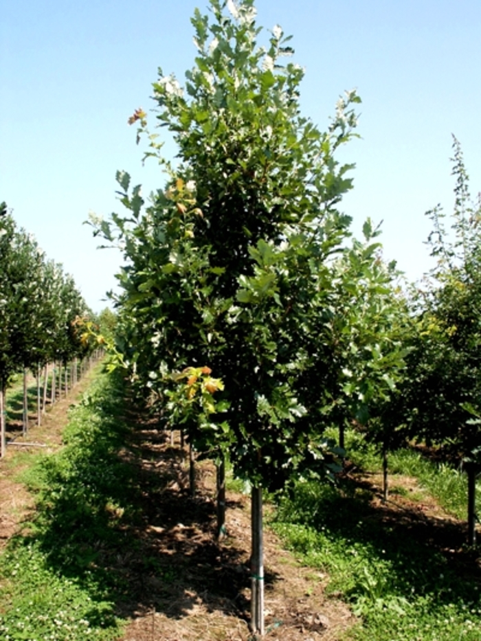 'Heritage®' Oak - Quercus robur x macrocarpa from Winding Creek Nursery