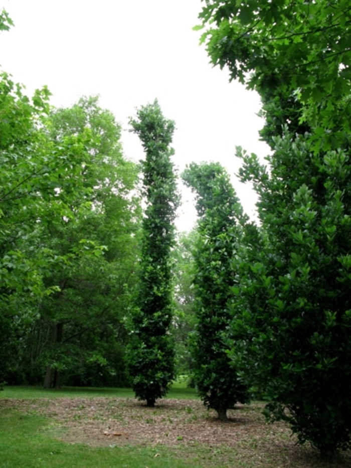 'Kindred Spirit®' Oak - Quercus robur x bicolor from Winding Creek Nursery