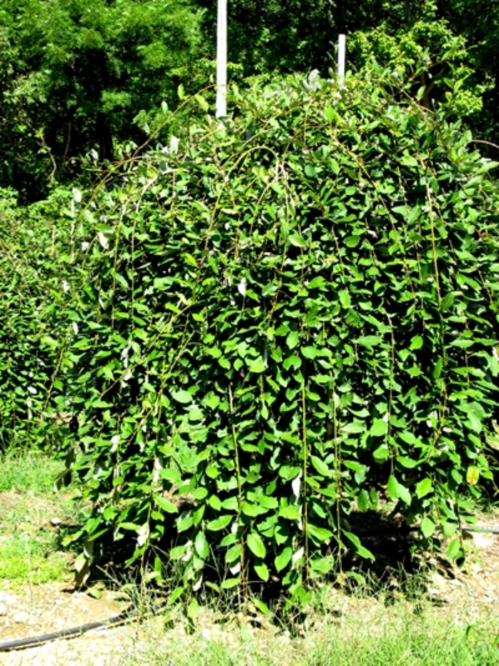 'Pendula' Weeping Pussy Willow - Salix caprea from Winding Creek Nursery