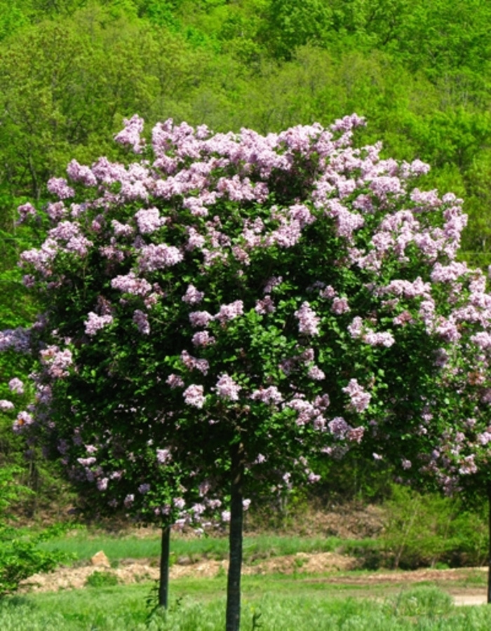 'Palibin' Dwarf Korean Lilac - Syringa meyeri from Winding Creek Nursery