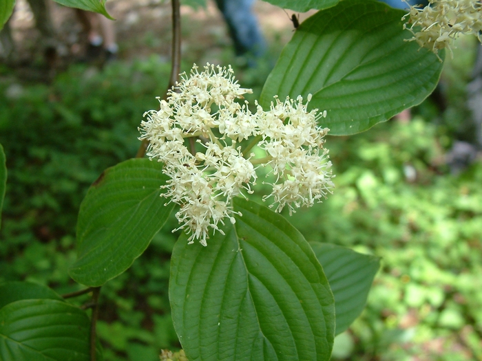 Pagoda Dogwood - Cornus alternifolia from Winding Creek Nursery