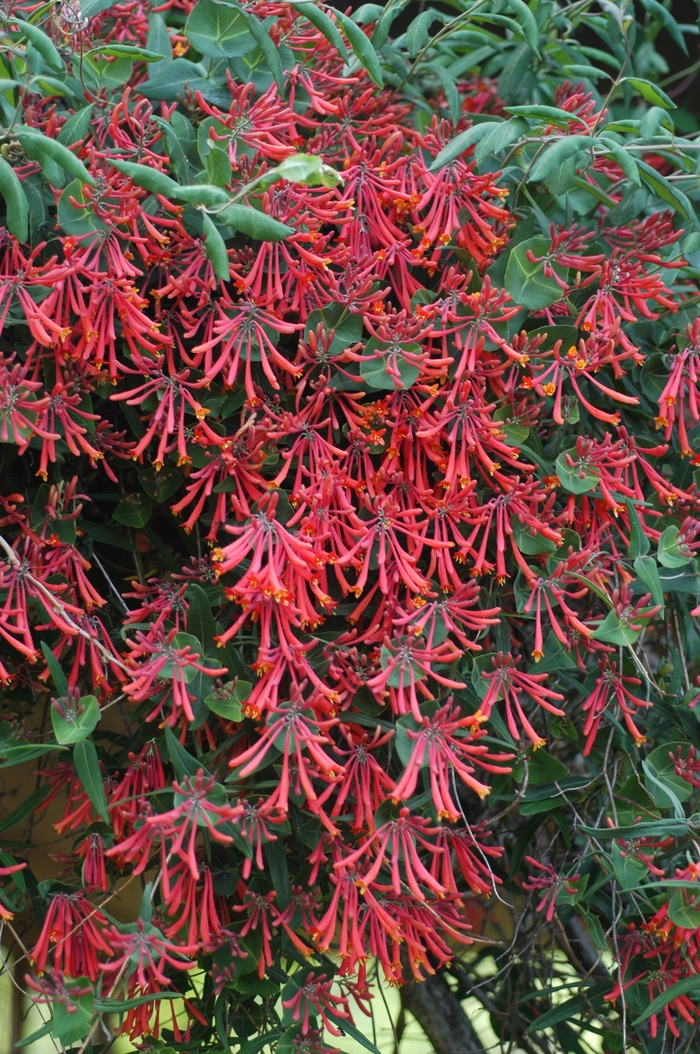 ''Major Wheeler'' Honeysuckle Vine - Lonicera sempervirens from Winding Creek Nursery