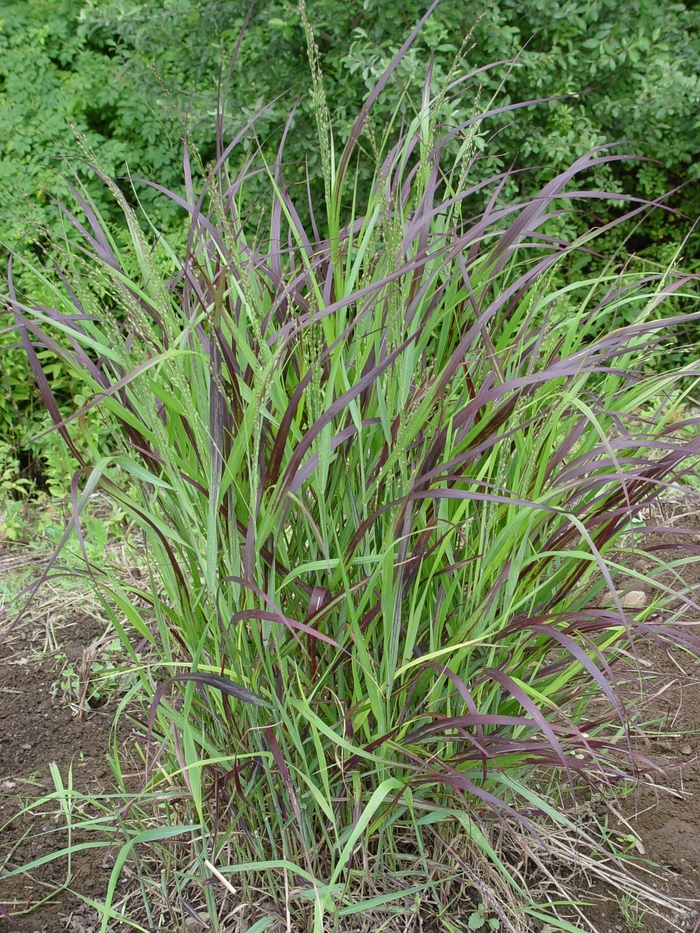 ''Shenandoah'' Switch Grass - Panicum virgatum from Winding Creek Nursery