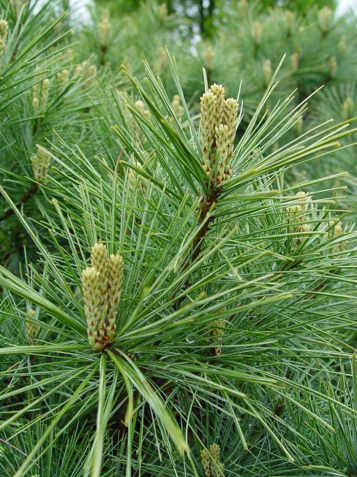 Eastern White Pine - Pinus strobus from Winding Creek Nursery