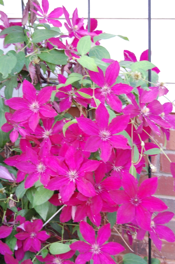 'Ernest Markham' - Clematis from Winding Creek Nursery