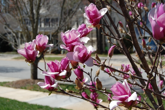 'Ann' - Magnolia from Winding Creek Nursery