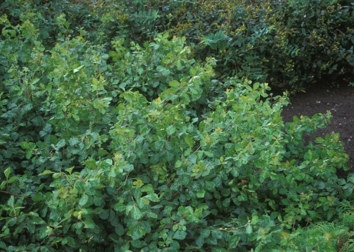 ''Gro-Low'' Fragrant Sumac - Rhus aromatica from Winding Creek Nursery