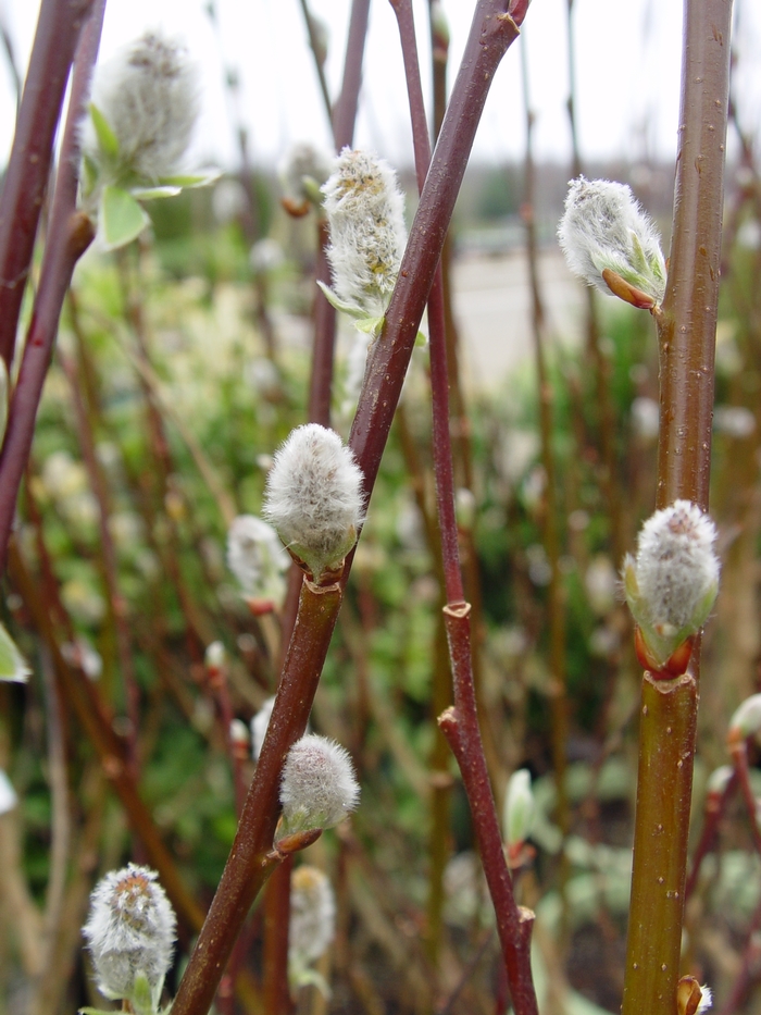 Pussy Willow - Salix discolor from Winding Creek Nursery