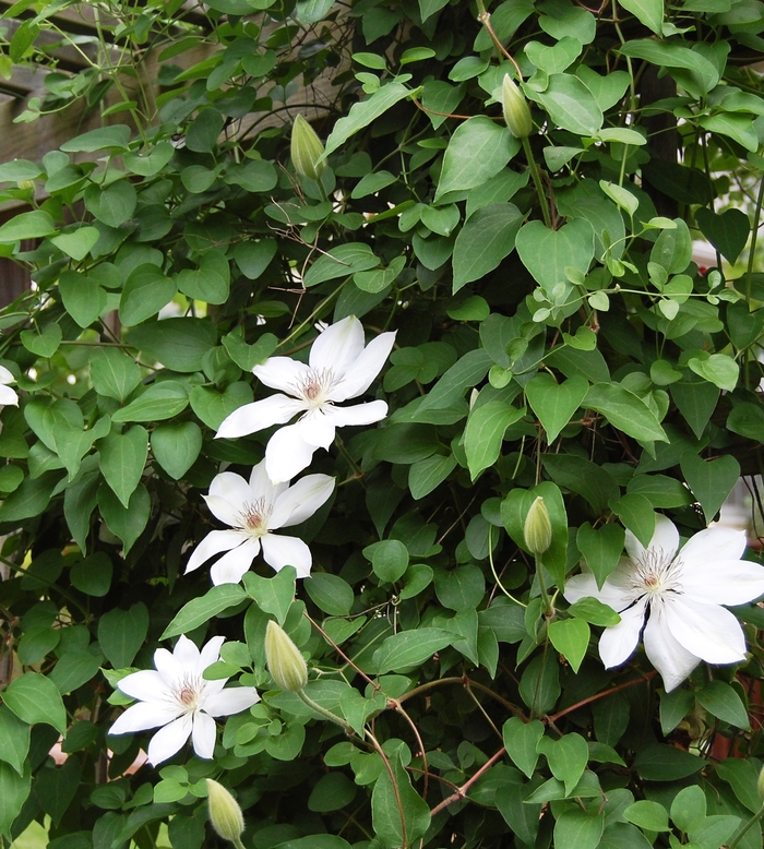 'Henryi' - Clematis from Winding Creek Nursery