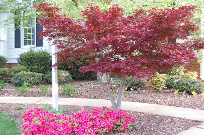 'Bloodgood' Japanese Maple - Acer palmatum var. atropurpureum from Winding Creek Nursery