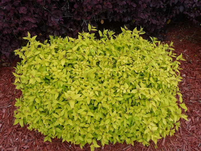 'Goldmound' Spirea - Spiraea japonica from Winding Creek Nursery