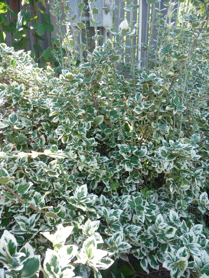 'Emerald Gaiety' Wintercreeper - Euonymus fortunei from Winding Creek Nursery