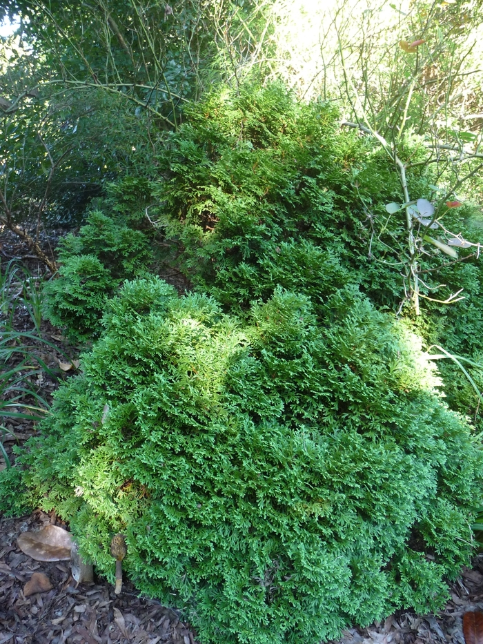 'Hetz Midget' Arborvitae - Thuja occidentalis from Winding Creek Nursery