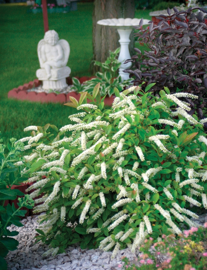 ''Little Henry®'' Sweetspire - Itea virginica from Winding Creek Nursery