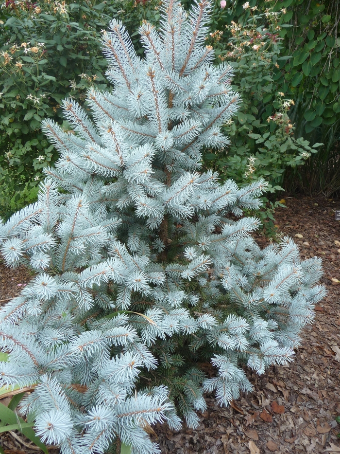 'Hoopsii' Blue Spruce - Picea pungens from Winding Creek Nursery