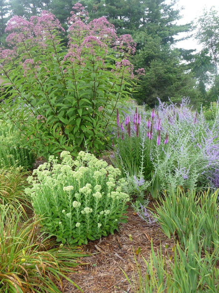 Russian Sage - Perovskia atriplicifolia from Winding Creek Nursery