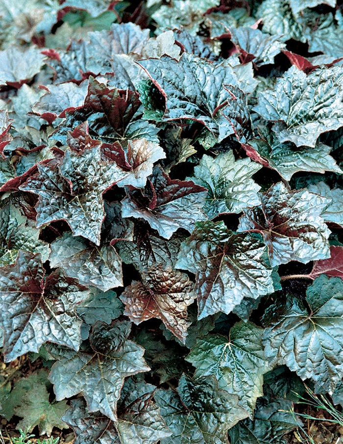 'Palace Purple' Coral Bells - Heuchera americana from Winding Creek Nursery