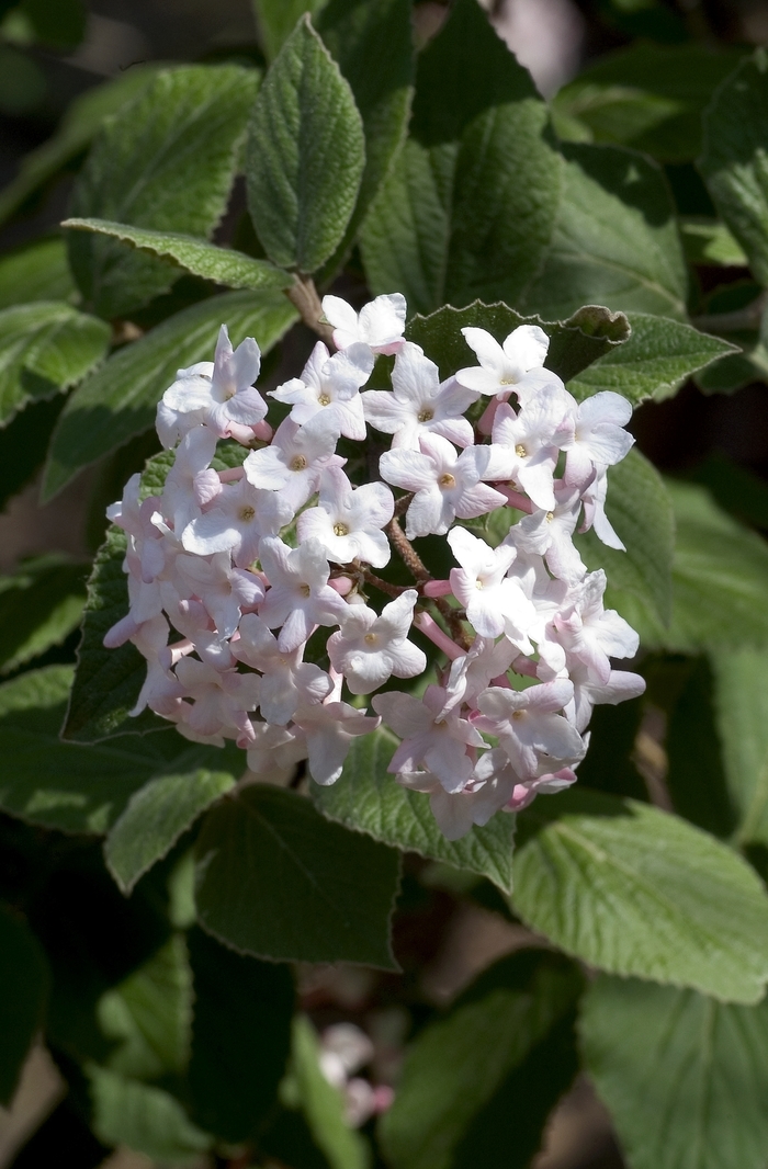 Koreanspice Viburnum - Viburnum carlesii from Winding Creek Nursery