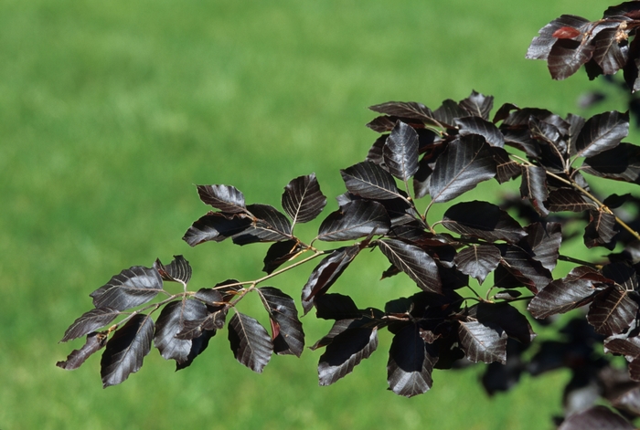 'Purple Fountain' European Beech - Fagus sylvatica from Winding Creek Nursery