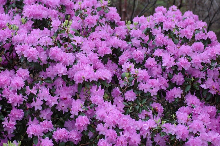 'Purple Gem' - Rhododendron from Winding Creek Nursery