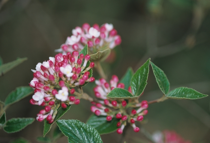 'Mohawk' Burkwood Viburnum - Viburnum x burkwoodii from Winding Creek Nursery