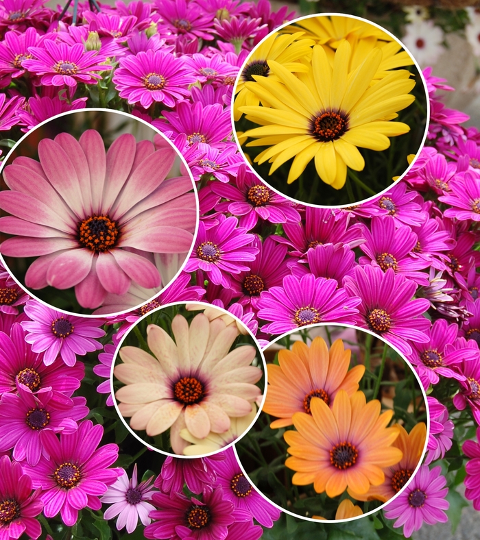 Cape Daisy - Osteospermum from Winding Creek Nursery